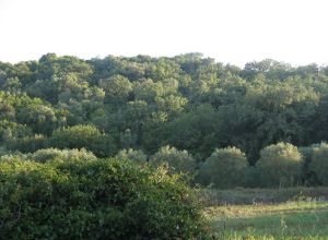 Contrada Rurale di Tricase - Percorso di valorizzazione e fruizione dei Beni Ambientali della zona Palane