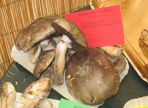 Funghi esposti in piazza Pisanelli dall'Associazione Micolagica 