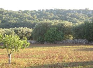 Contrada Rurale di Tricase - Percorso di valorizzazione e fruizione dei Beni Ambientali della zona Palane