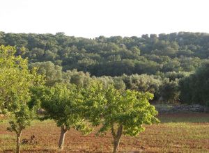 Contrada Rurale di Tricase - Percorso di valorizzazione e fruizione dei Beni Ambientali della zona Palane