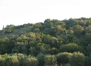 Contrada Rurale di Tricase - Percorso di valorizzazione e fruizione dei Beni Ambientali della zona Palane