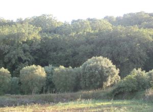 Contrada Rurale di Tricase - Percorso di valorizzazione e fruizione dei Beni Ambientali della zona Palane