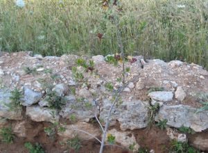 Contrada Rurale di Tricase - Percorso di valorizzazione e fruizione dei Beni Ambientali della zona Palane