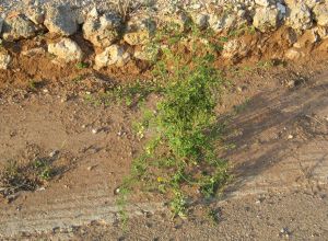 Contrada Rurale di Tricase - Percorso di valorizzazione e fruizione dei Beni Ambientali della zona Palane