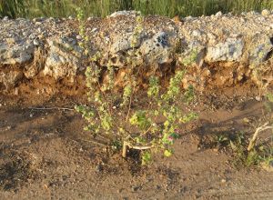 Contrada Rurale di Tricase - Percorso di valorizzazione e fruizione dei Beni Ambientali della zona Palane