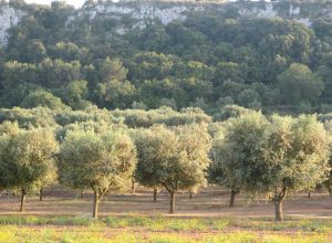 Contrada Rurale di Tricase - Percorso di valorizzazione e fruizione dei Beni Ambientali della zona Palane