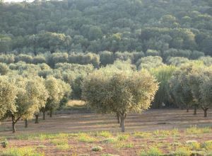 Contrada Rurale di Tricase - Percorso di valorizzazione e fruizione dei Beni Ambientali della zona Palane