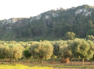 Contrada Rurale di Tricase - Percorso di valorizzazione e fruizione dei Beni Ambientali della zona Palane