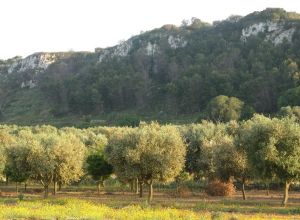 Contrada Rurale di Tricase - Percorso di valorizzazione e fruizione dei Beni Ambientali della zona Palane