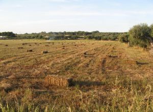 Contrada Rurale di Tricase - Percorso di valorizzazione e fruizione dei Beni Ambientali della zona Palane