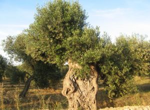 Contrada Rurale di Tricase - Percorso di valorizzazione e fruizione dei Beni Ambientali della zona Palane