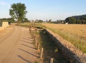 Contrada Rurale di Tricase - Percorso di valorizzazione e fruizione dei Beni Ambientali della zona Palane