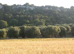 Contrada Rurale di Tricase - Percorso di valorizzazione e fruizione dei Beni Ambientali della zona Palane