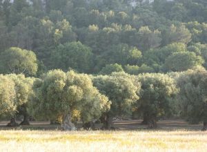 Contrada Rurale di Tricase - Percorso di valorizzazione e fruizione dei Beni Ambientali della zona Palane