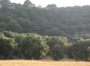 Contrada Rurale di Tricase - Percorso di valorizzazione e fruizione dei Beni Ambientali della zona Palane