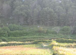 Contrada Rurale di Tricase - Percorso di valorizzazione e fruizione dei Beni Ambientali della zona Palane