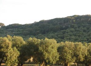 Contrada Rurale di Tricase - Percorso di valorizzazione e fruizione dei Beni Ambientali della zona Palane