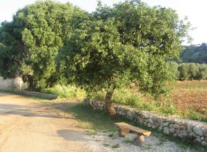 Contrada Rurale di Tricase - Percorso di valorizzazione e fruizione dei Beni Ambientali della zona Palane