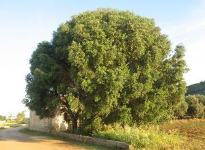 Contrada Rurale di Tricase - Percorso di valorizzazione e fruizione dei Beni Ambientali della zona Palane