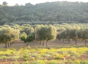 Contrada Rurale di Tricase - Percorso di valorizzazione e fruizione dei Beni Ambientali della zona Palane