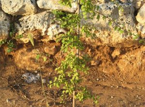 Contrada Rurale di Tricase - Percorso di valorizzazione e fruizione dei Beni Ambientali della zona Palane