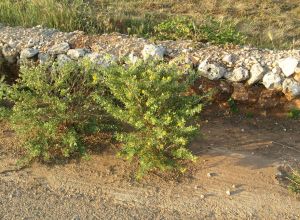 Contrada Rurale di Tricase - Percorso di valorizzazione e fruizione dei Beni Ambientali della zona Palane