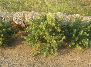 Contrada Rurale di Tricase - Percorso di valorizzazione e fruizione dei Beni Ambientali della zona Palane