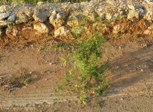 Contrada Rurale di Tricase - Percorso di valorizzazione e fruizione dei Beni Ambientali della zona Palane