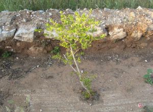 Contrada Rurale di Tricase - Percorso di valorizzazione e fruizione dei Beni Ambientali della zona Palane