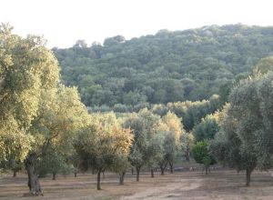 Contrada Rurale di Tricase - Percorso di valorizzazione e fruizione dei Beni Ambientali della zona Palane