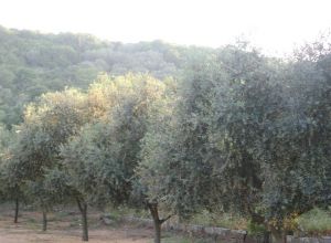 Contrada Rurale di Tricase - Percorso di valorizzazione e fruizione dei Beni Ambientali della zona Palane