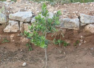 Contrada Rurale di Tricase - Percorso di valorizzazione e fruizione dei Beni Ambientali della zona Palane