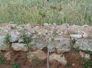 Contrada Rurale di Tricase - Percorso di valorizzazione e fruizione dei Beni Ambientali della zona Palane