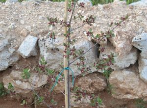 Contrada Rurale di Tricase - Percorso di valorizzazione e fruizione dei Beni Ambientali della zona Palane