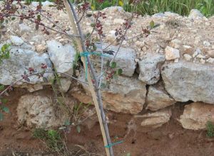 Contrada Rurale di Tricase - Percorso di valorizzazione e fruizione dei Beni Ambientali della zona Palane