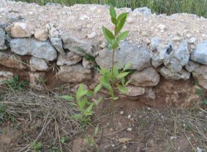 Contrada Rurale di Tricase - Percorso di valorizzazione e fruizione dei Beni Ambientali della zona Palane