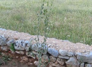 Contrada Rurale di Tricase - Percorso di valorizzazione e fruizione dei Beni Ambientali della zona Palane