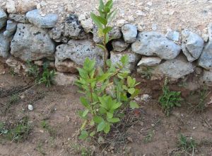 Contrada Rurale di Tricase - Percorso di valorizzazione e fruizione dei Beni Ambientali della zona Palane