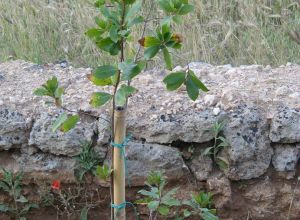 Contrada Rurale di Tricase - Percorso di valorizzazione e fruizione dei Beni Ambientali della zona Palane