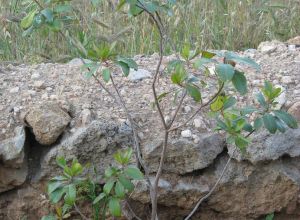 Contrada Rurale di Tricase - Percorso di valorizzazione e fruizione dei Beni Ambientali della zona Palane