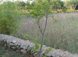 Contrada Rurale di Tricase - Percorso di valorizzazione e fruizione dei Beni Ambientali della zona Palane