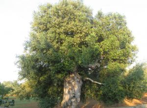 Contrada Rurale di Tricase - Percorso di valorizzazione e fruizione dei Beni Ambientali della zona Palane