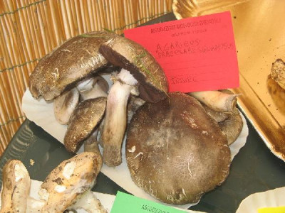 Funghi esposti in piazza Pisanelli dall'Associazione Micolagica G. ...