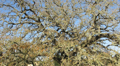 Tree Of The Year 2020. La Quercia Vallonea scelta per partecipare...